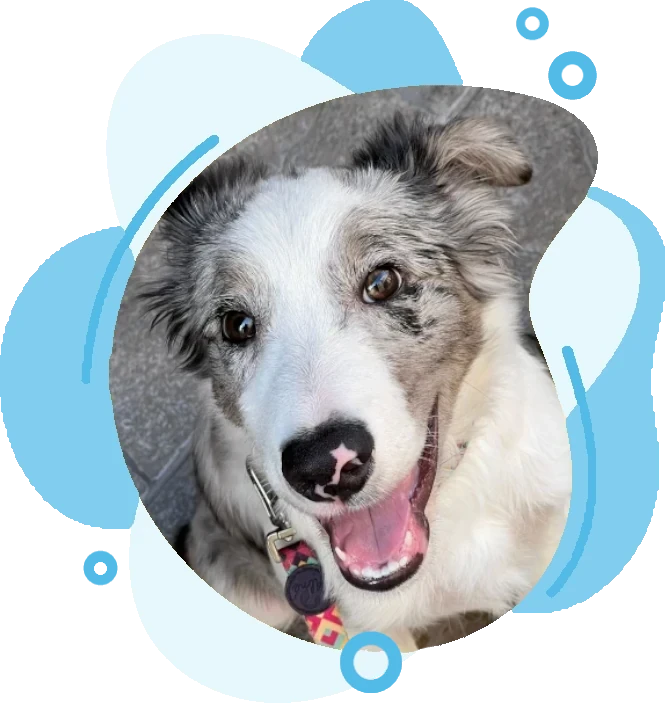 Hotel canino en tenerife