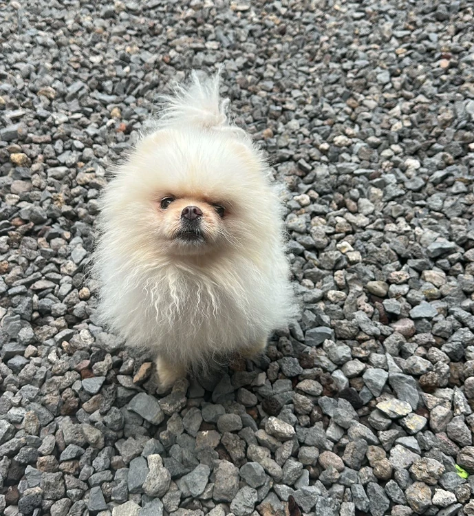hotel canino tenerife