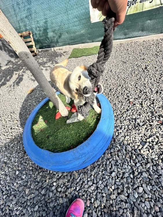 hotel canino tenerife