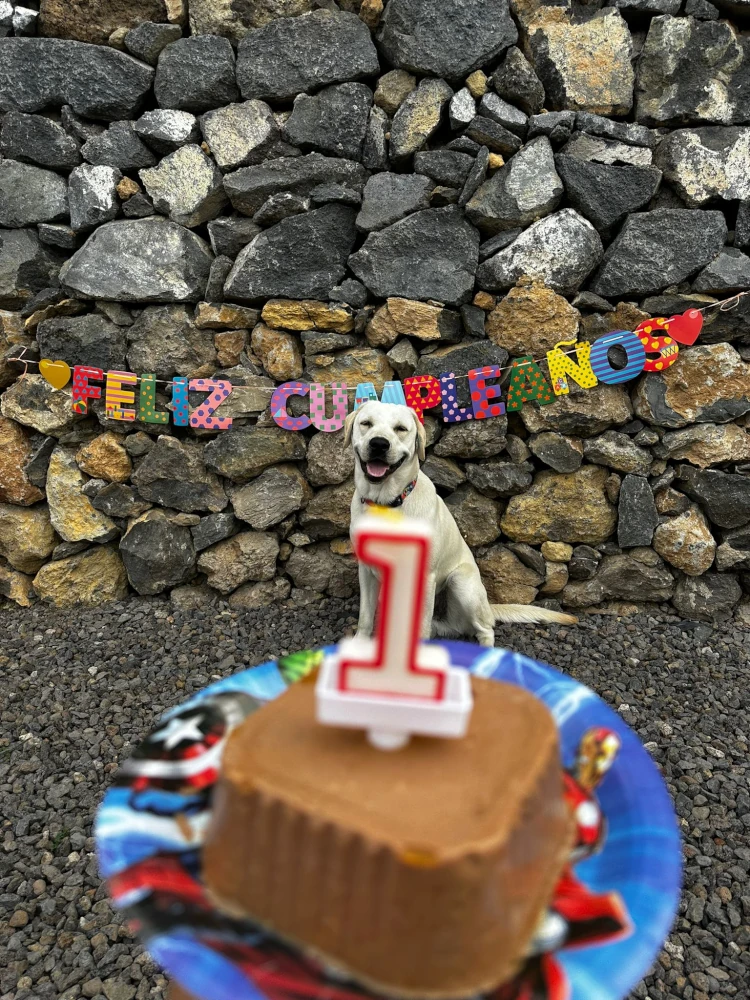 hotel canino tenerife