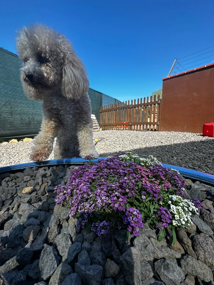 hotel canino tenerife