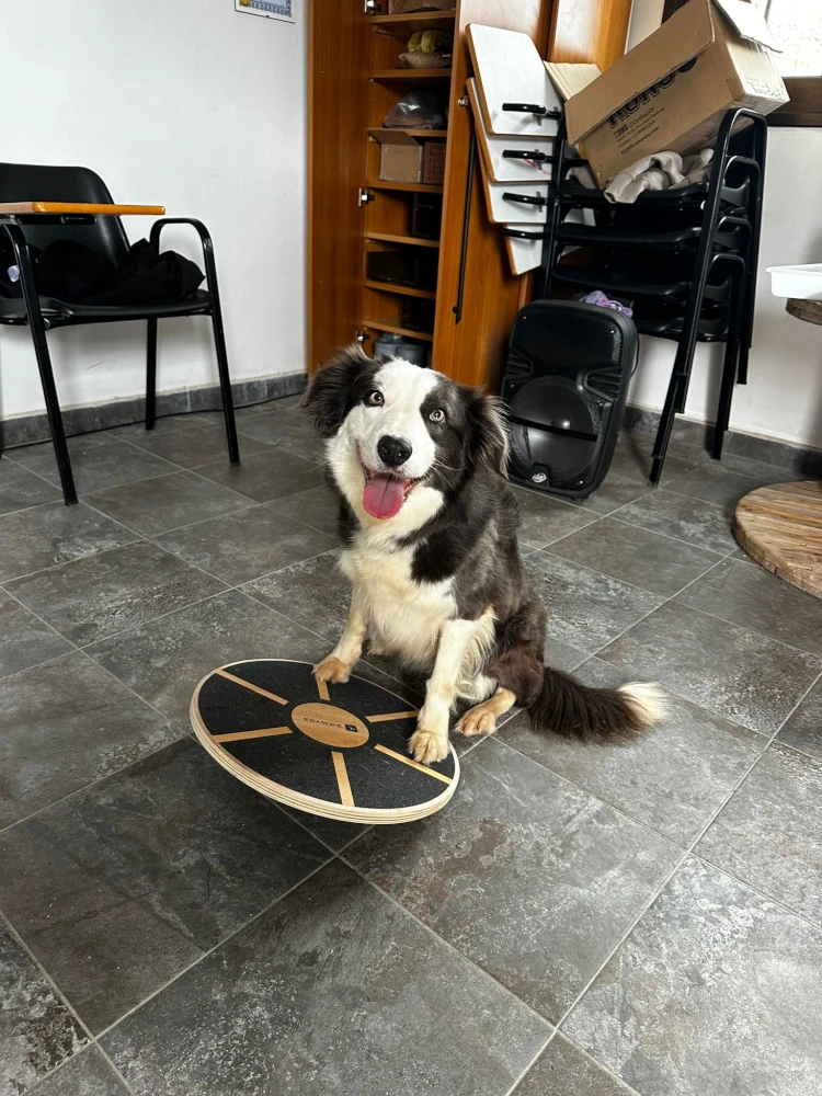 hotel canino tenerife