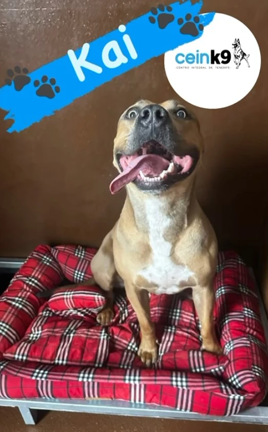 hotel canino tenerife