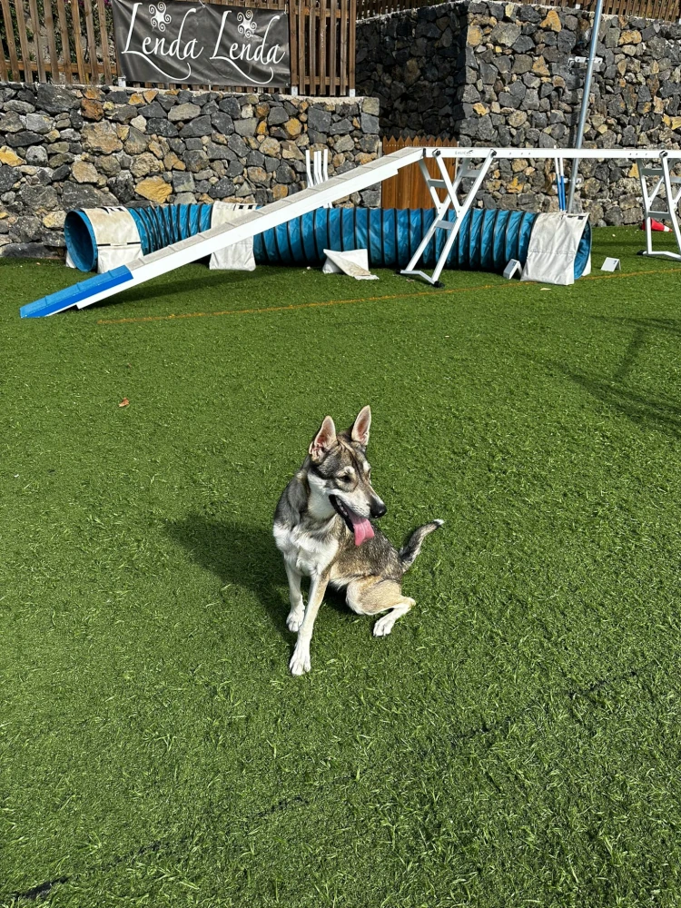 hotel canino tenerife
