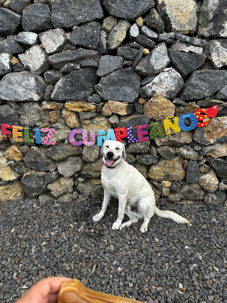 hotel canino tenerife
