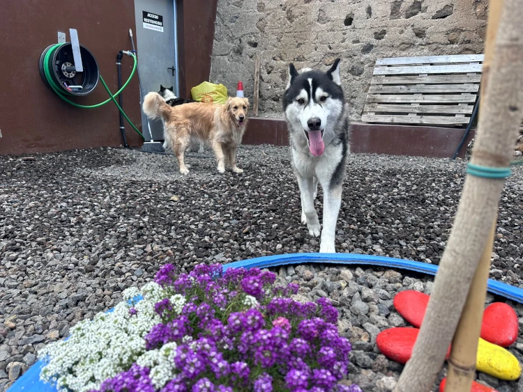 hotel canino tenerife