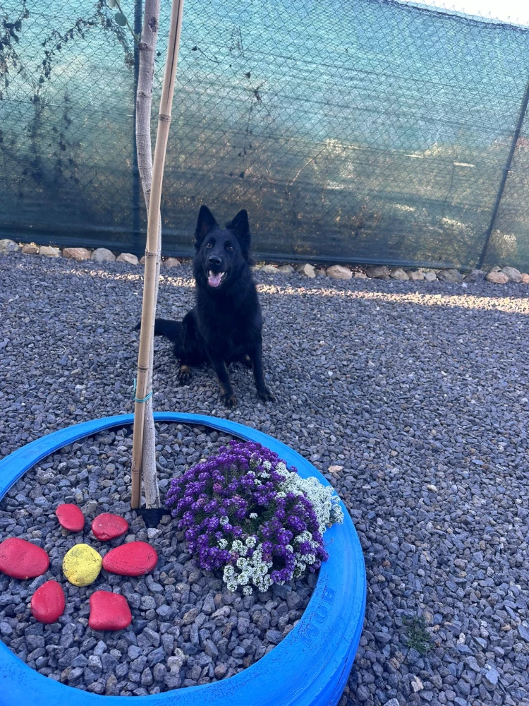 hotel canino tenerife