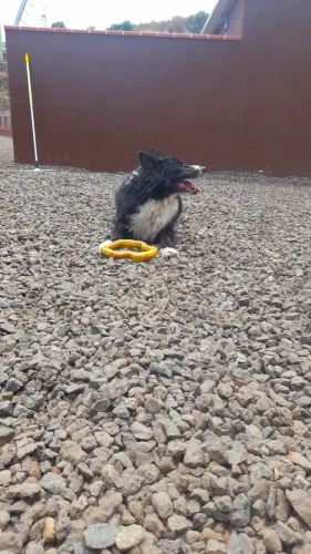 hotel perros tenerife