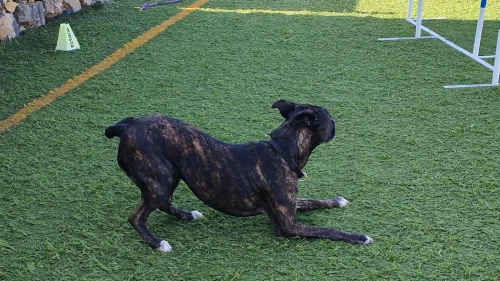 guarderia canina tenerife