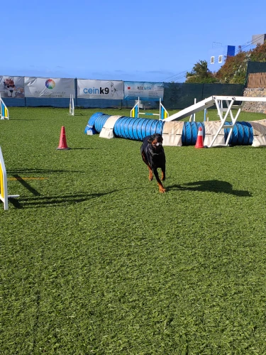 hotel para perros en tenerife