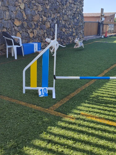 guarderia canina tenerife
