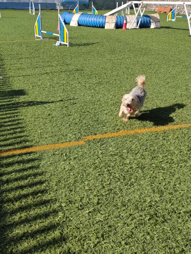 hotel para perros tenerife