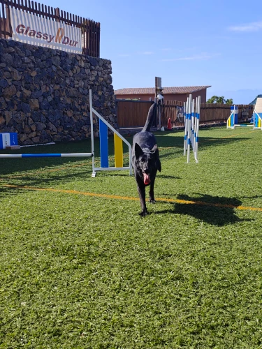 residencia canina tenerife