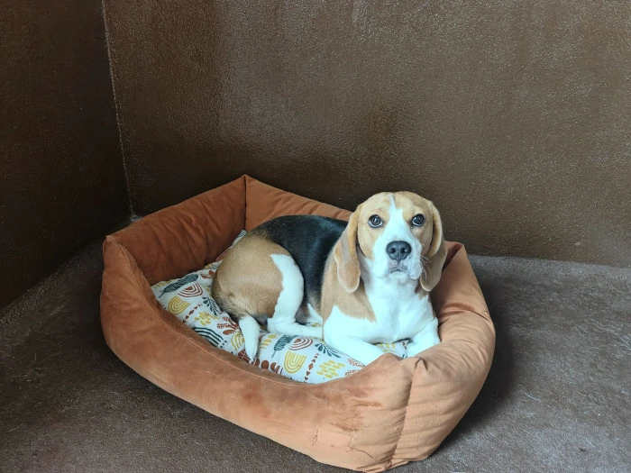 residencia para perro tenerife