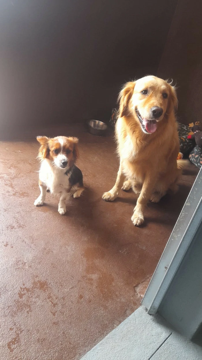 alojamiento para perros en tenerife